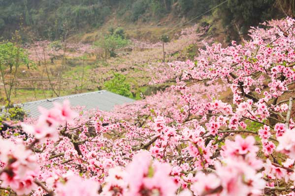 國內旅游